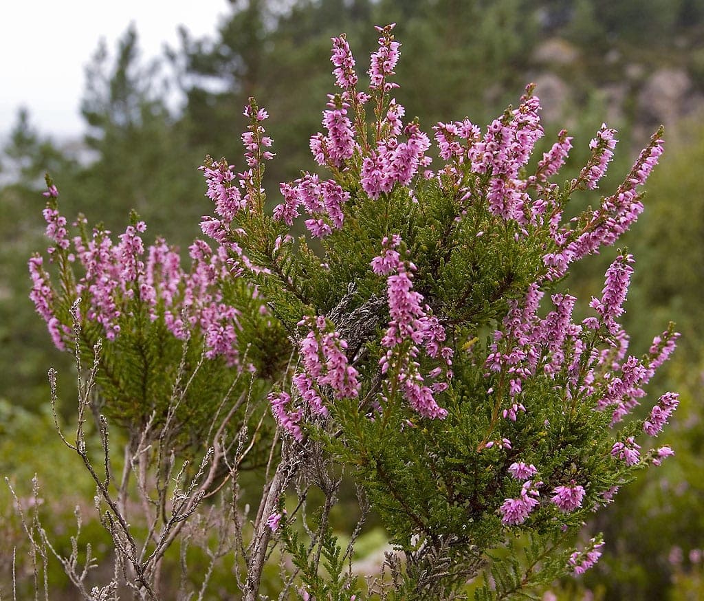 Scotch Heather