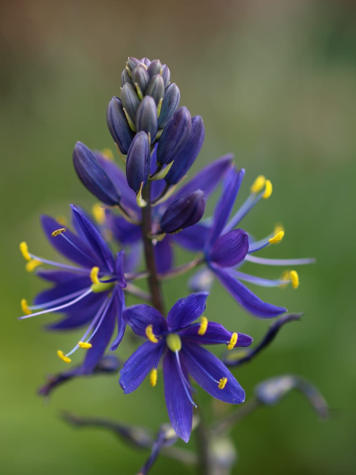 Great Camas