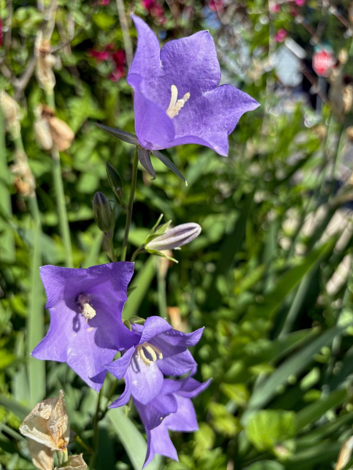 Canterbury Bells