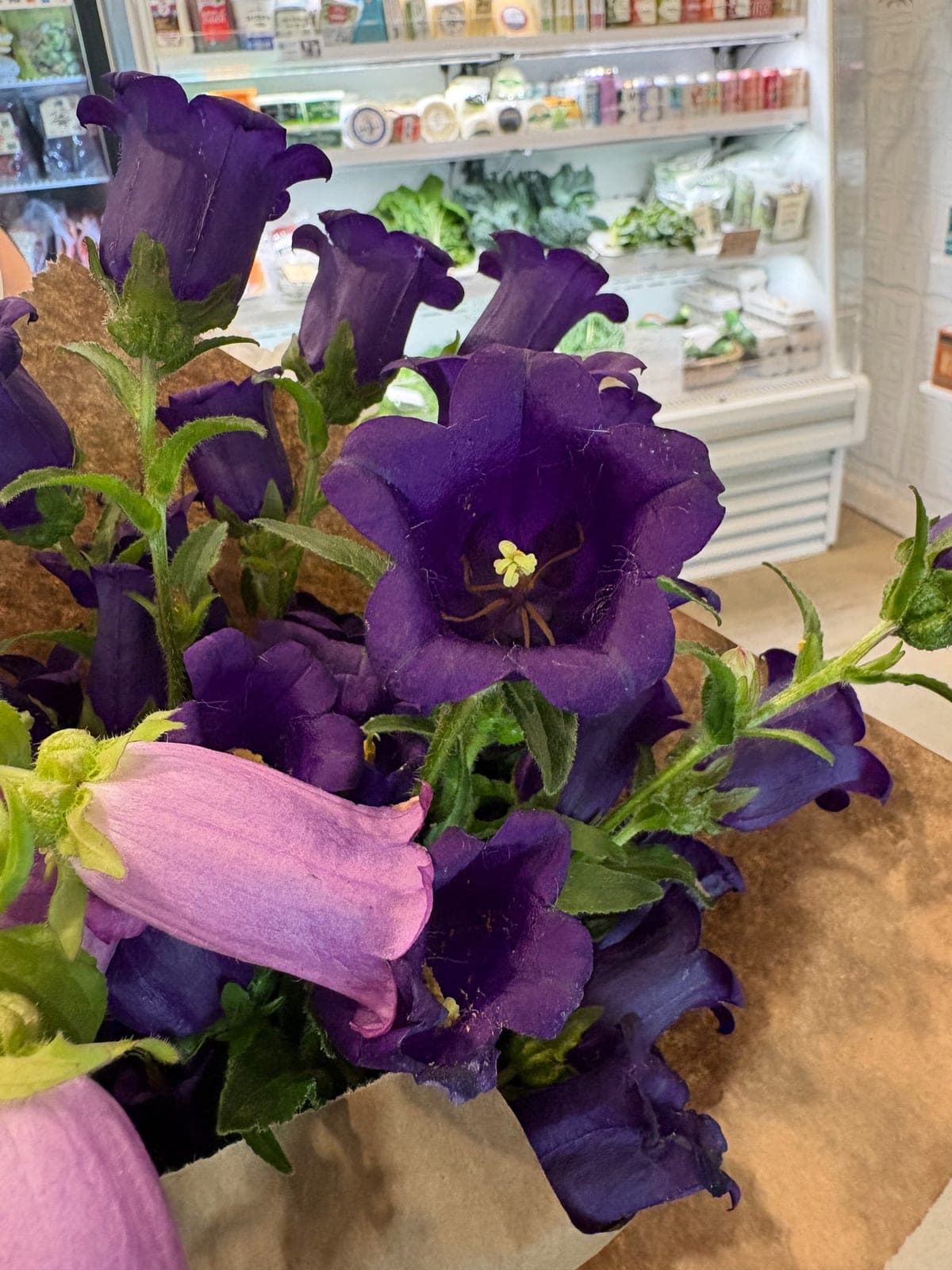 Canterbury Bells