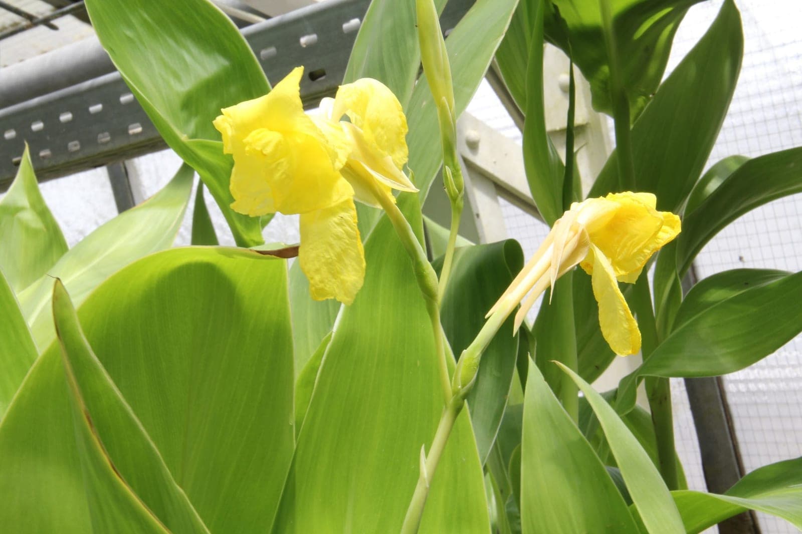 Yellow Canna
