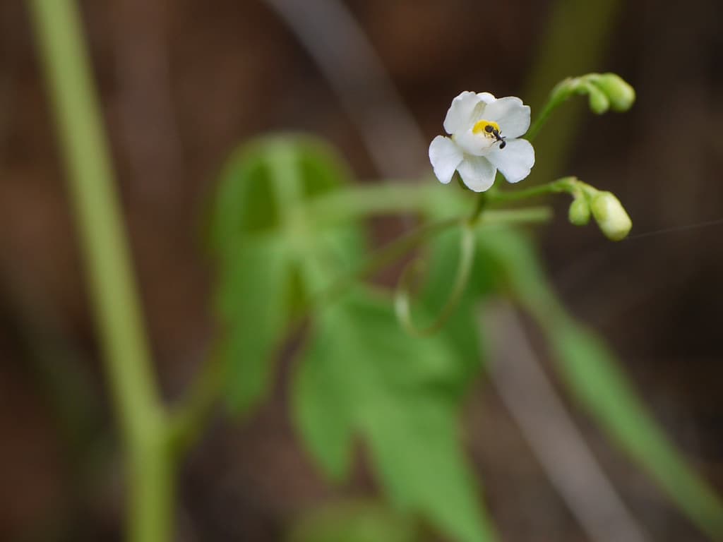 Cardiospermum Halicacabum