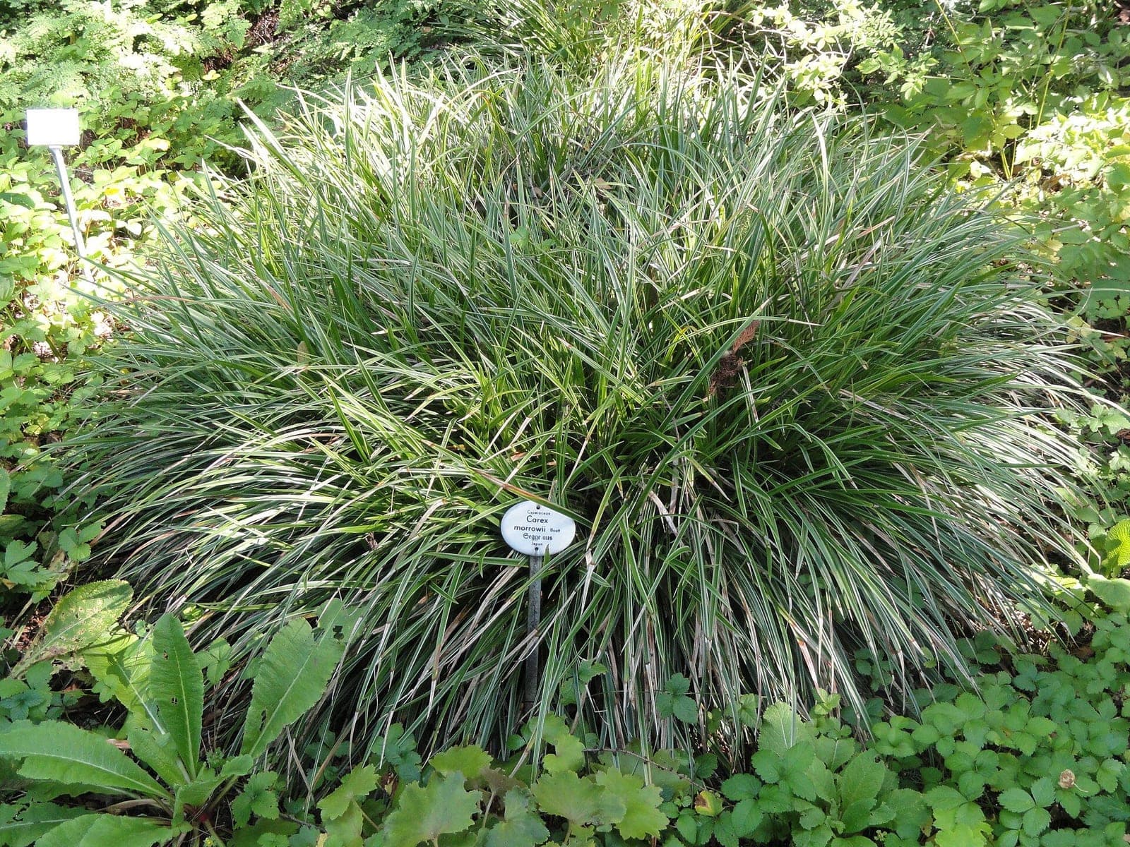 Japanese Sedge