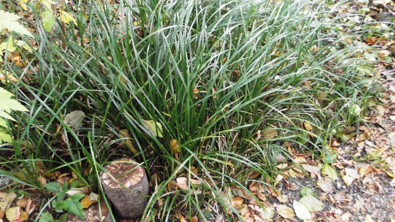 Slough Sedge (Carex obnupta)