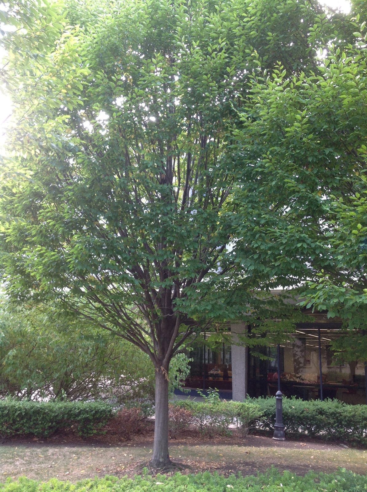 American Hornbeam (Carpinus caroliniana)