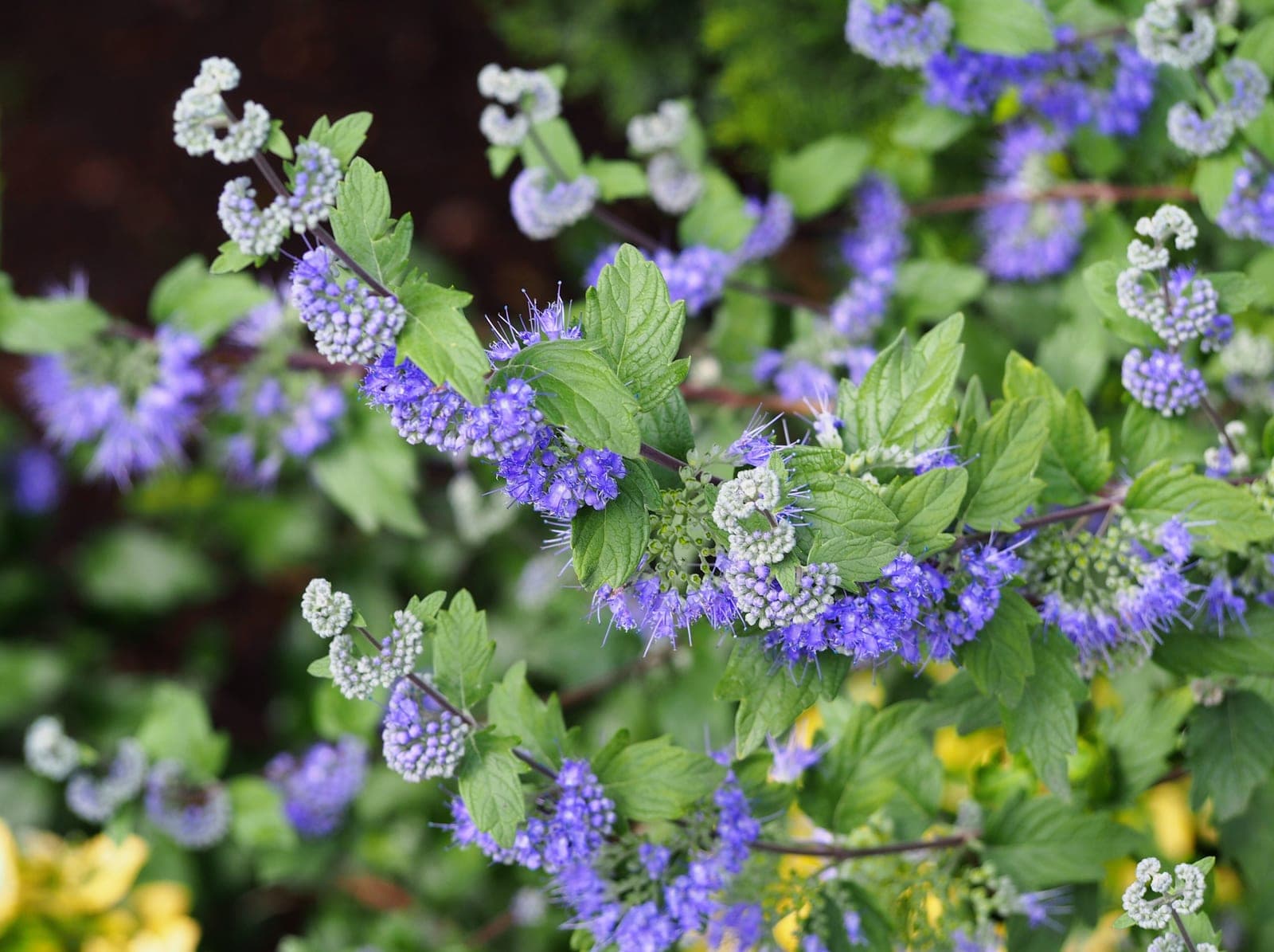 Bluebeard