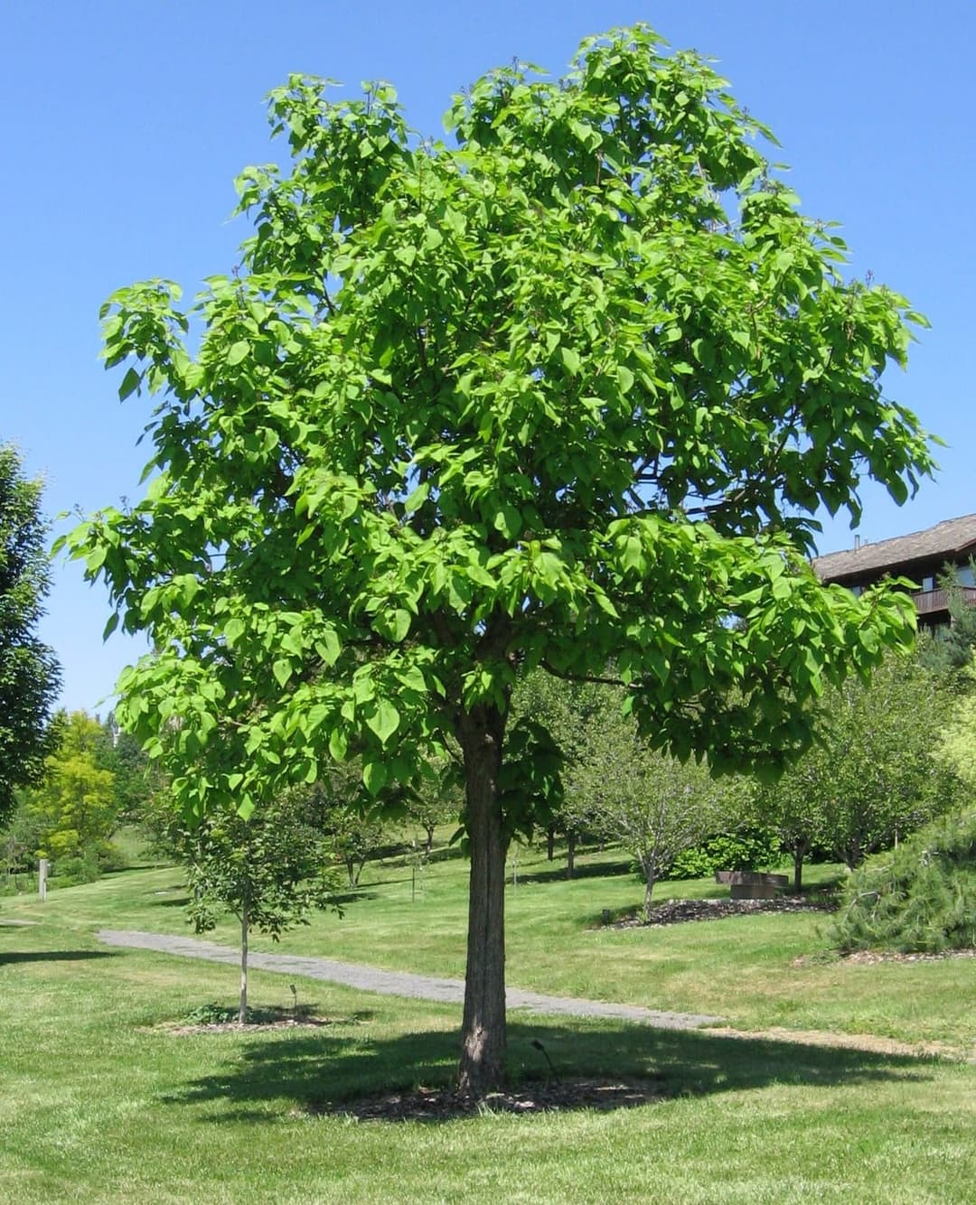 Northern Catalpa (Catalpa speciosa) - Batten Blooms
