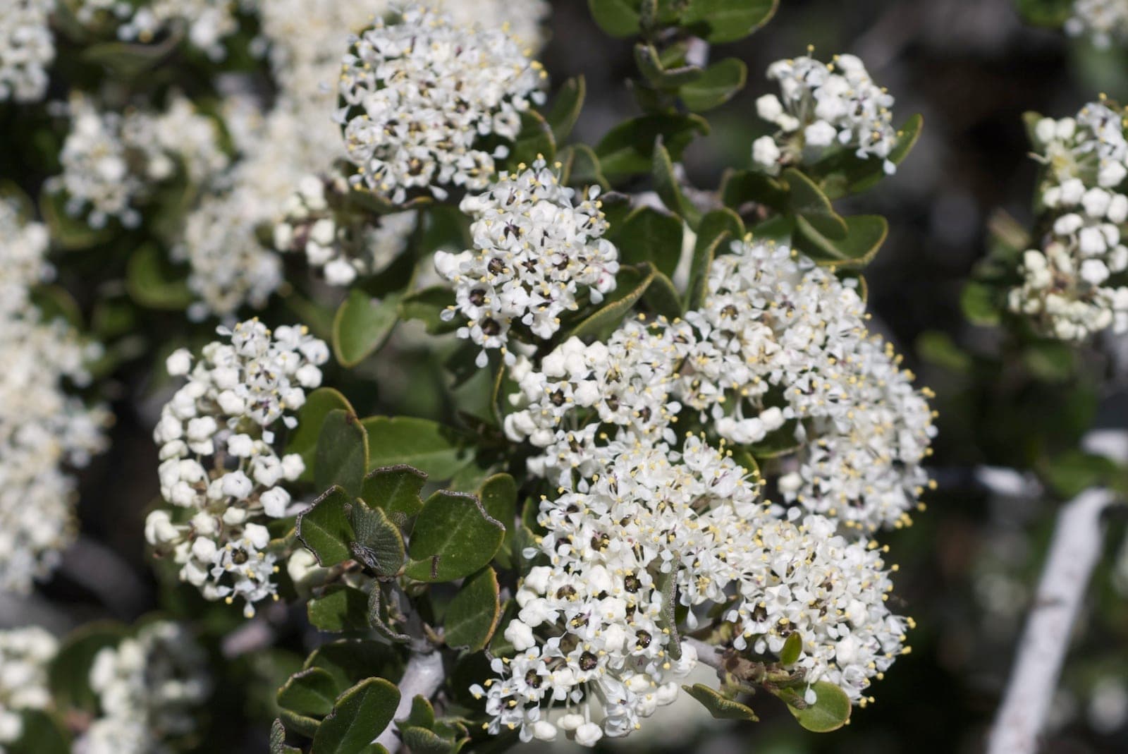 Buckbrush