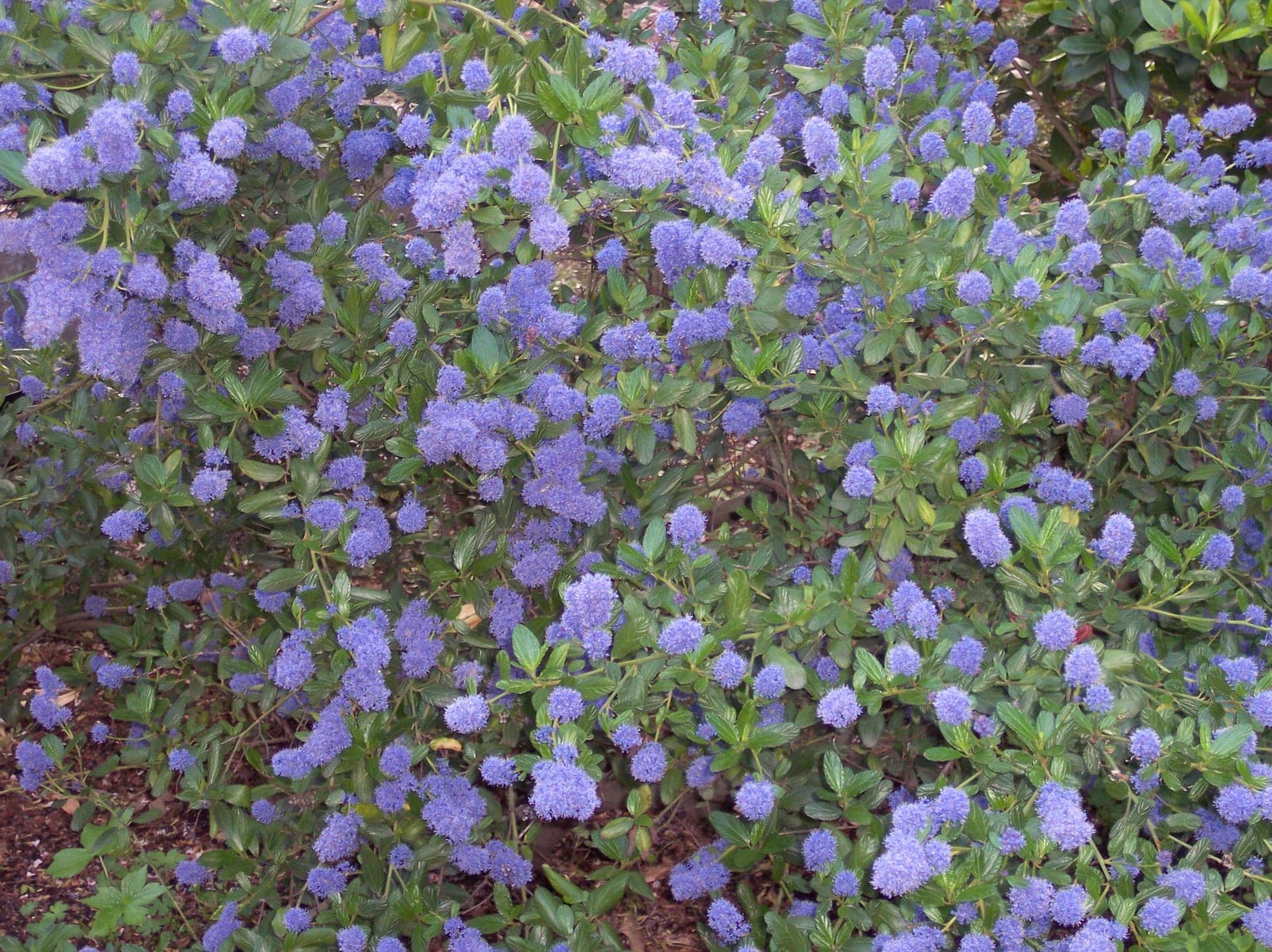 California Lilac