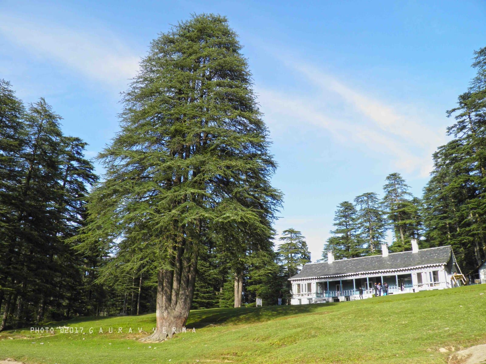 Deodar Cedar