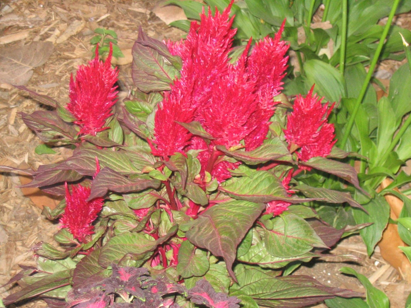 Celosia