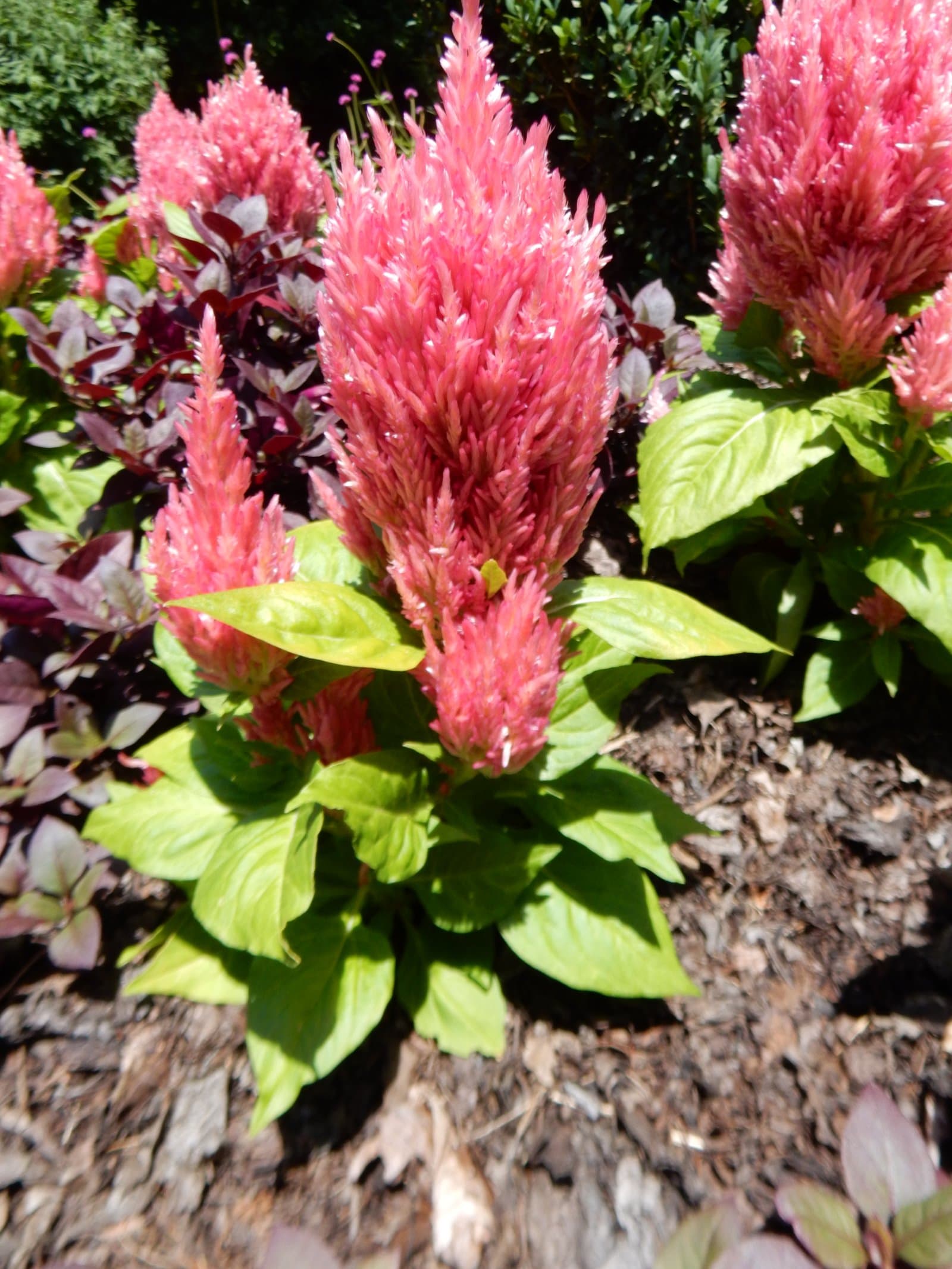 Celosia 'Castle Pink'