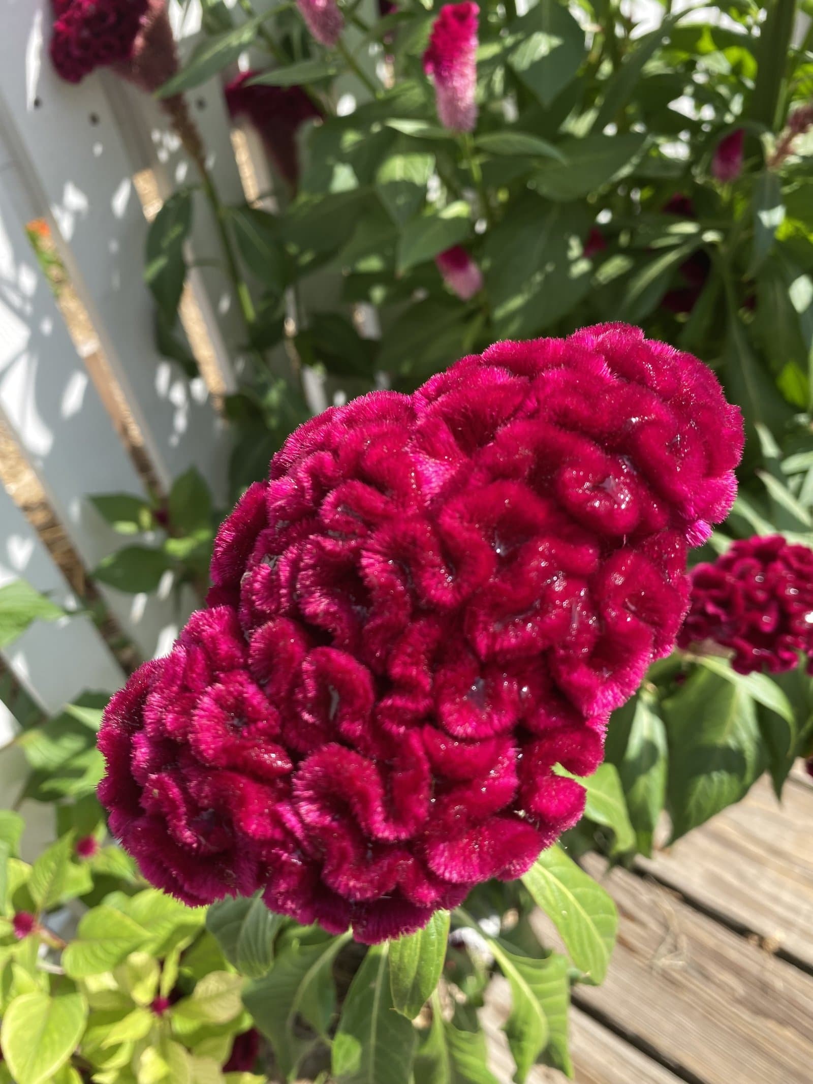 Celosia Cockscomb type (var. cristata) in crimson