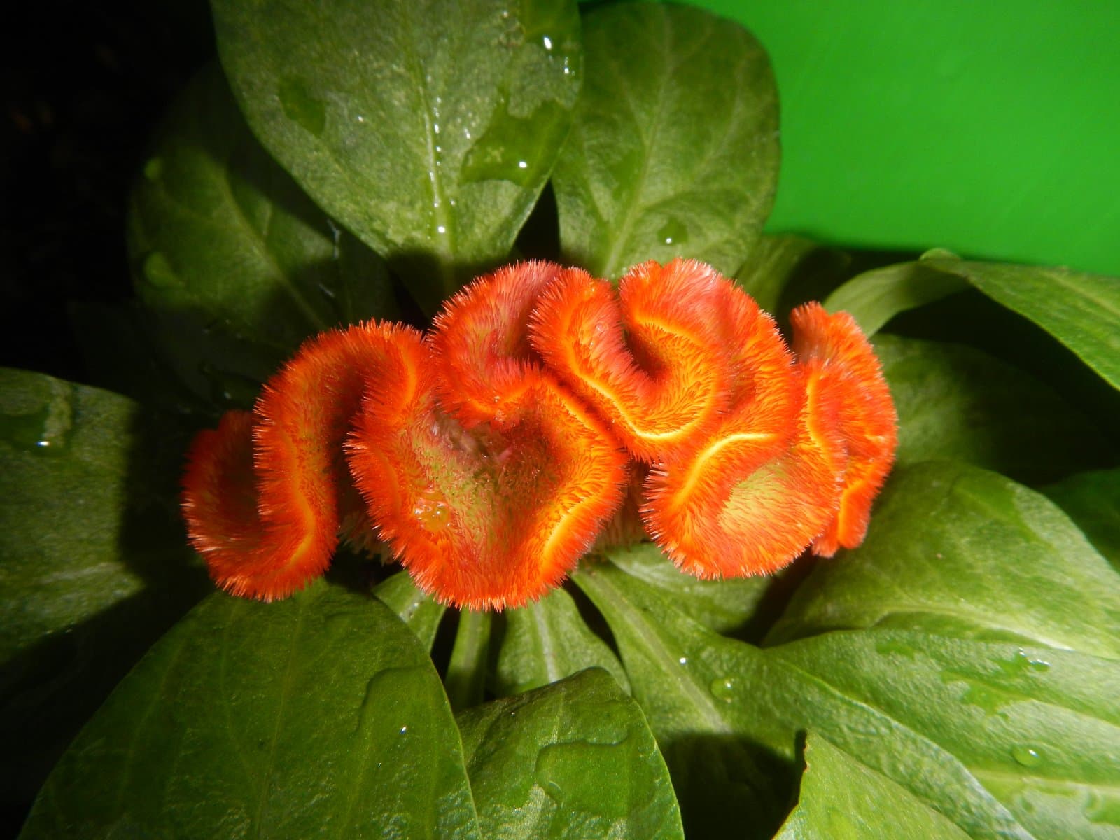 Celosia Cockscomb type (var. cristata) in lime-yellow