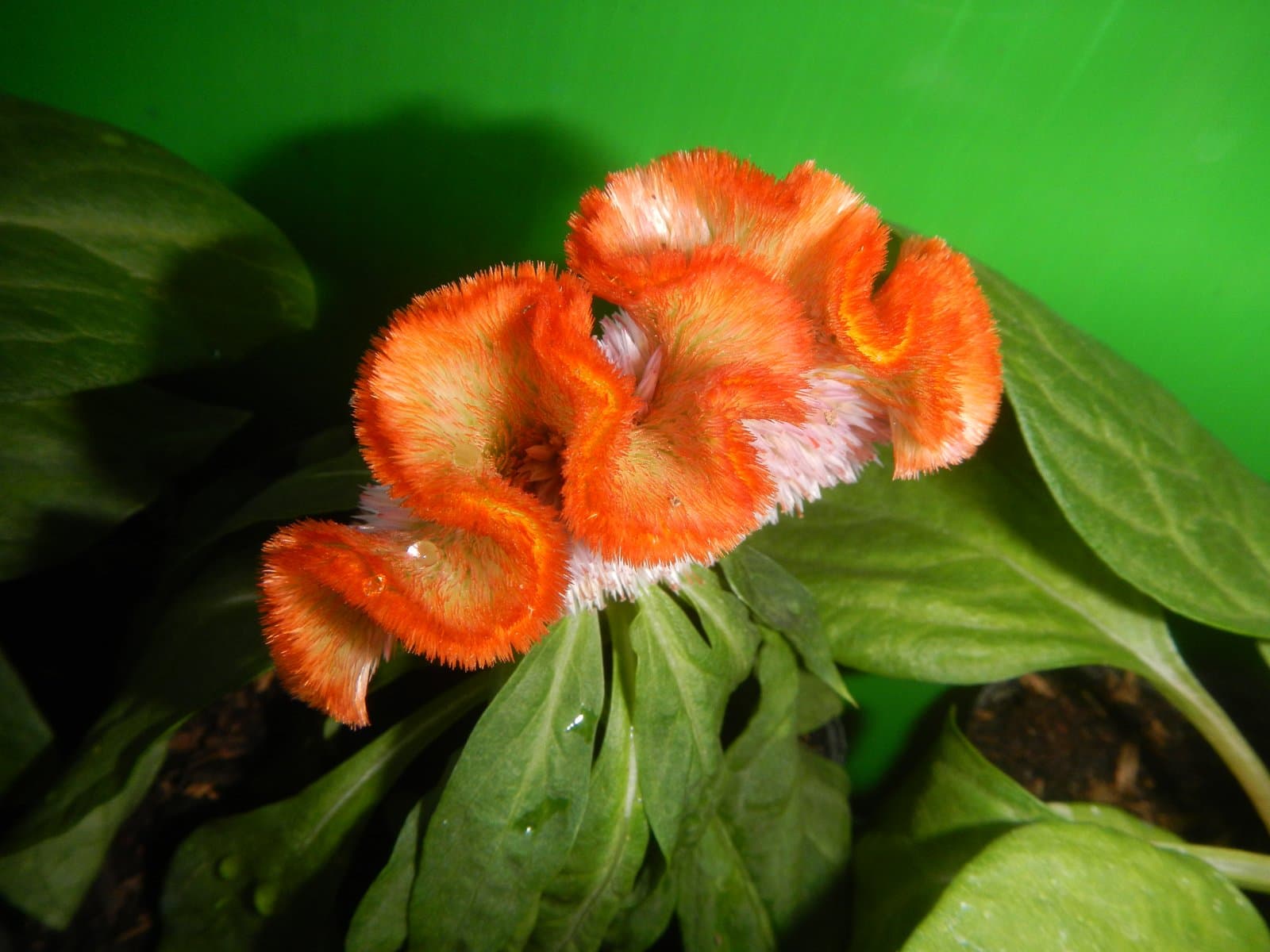 Celosia Cockscomb type (var. cristata) in orange