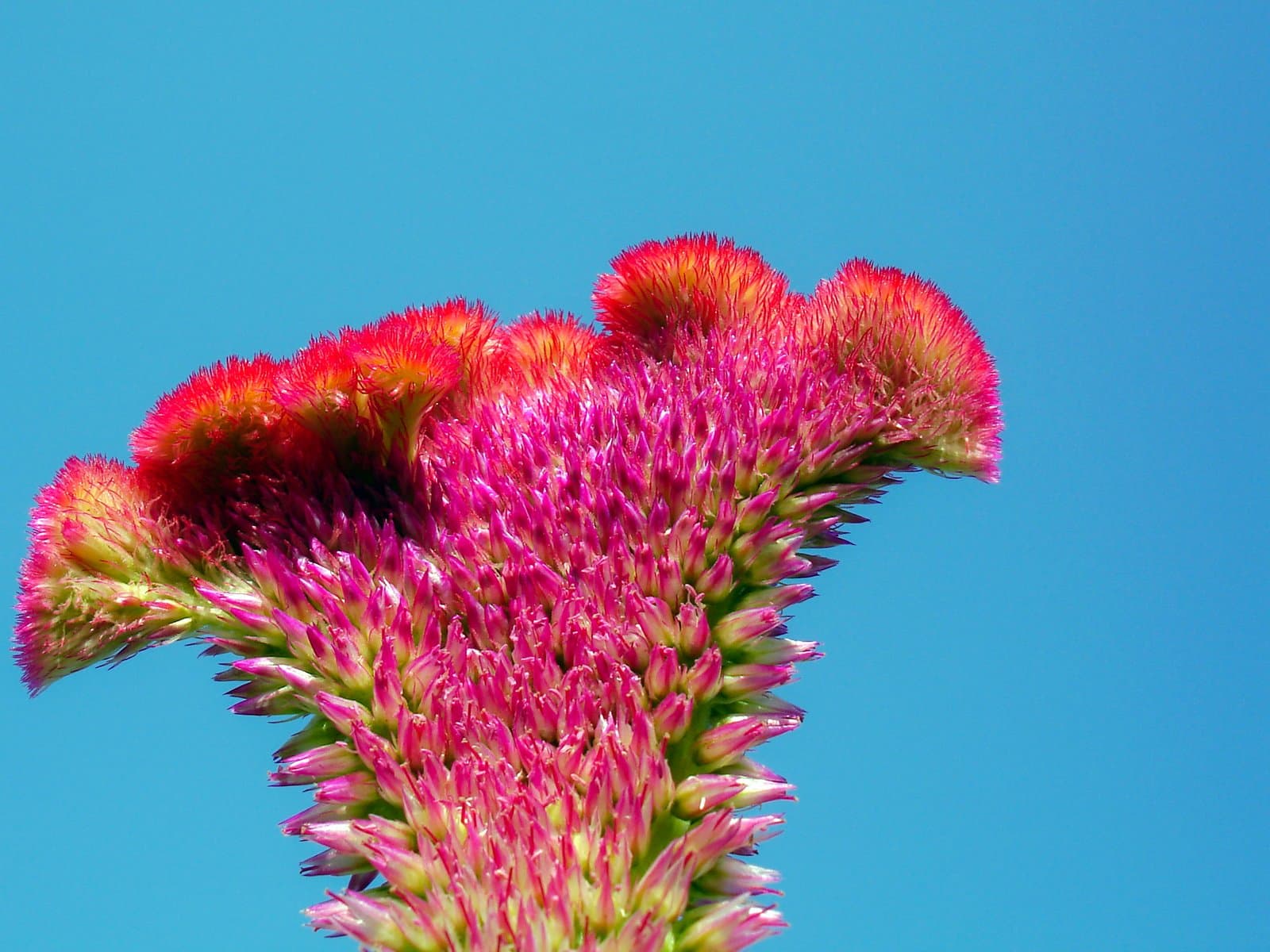 Celosia Fan-shaped cockscomb in pink