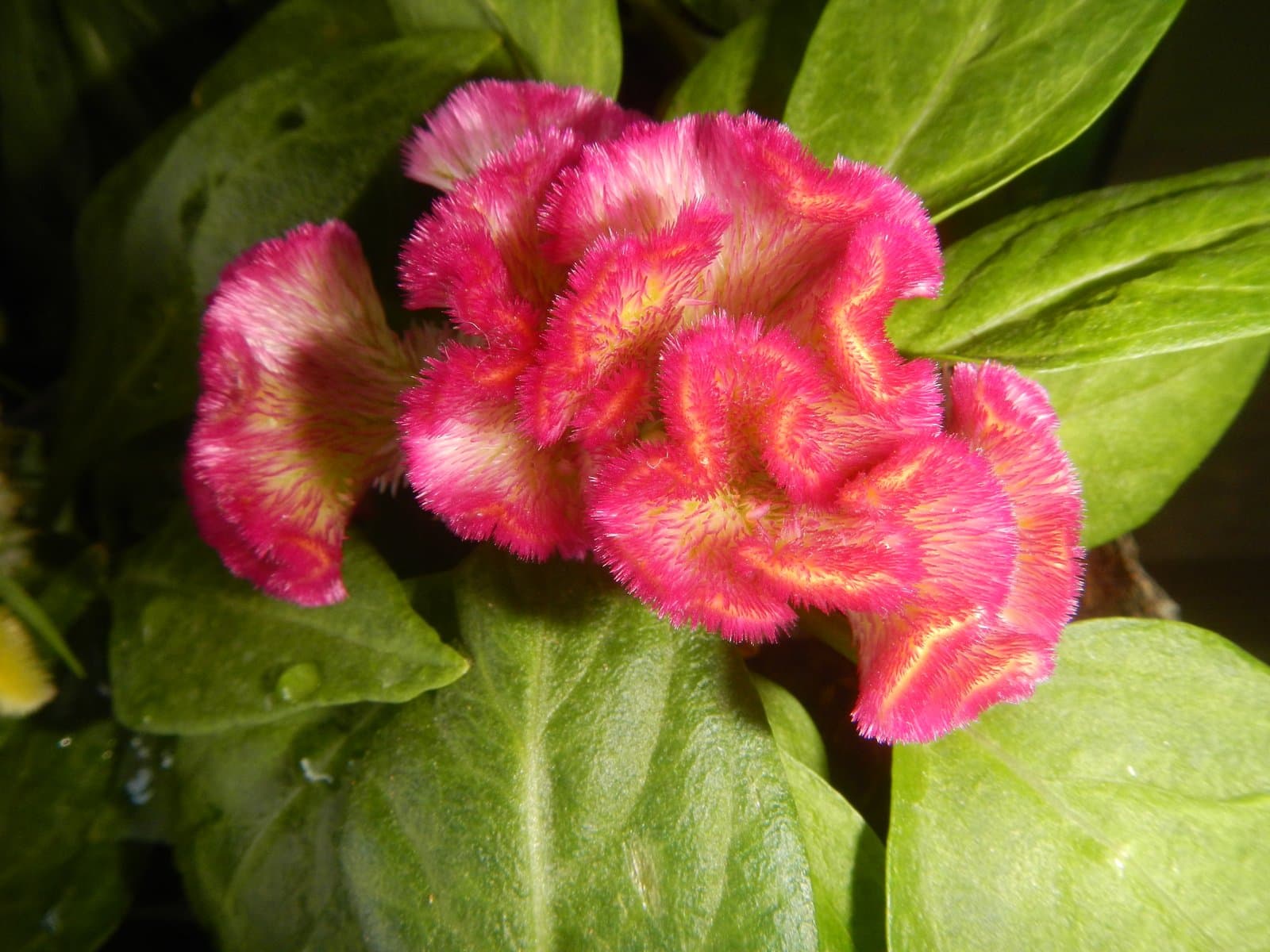Celosia Cockscomb type (var. cristata) in two-tone pink