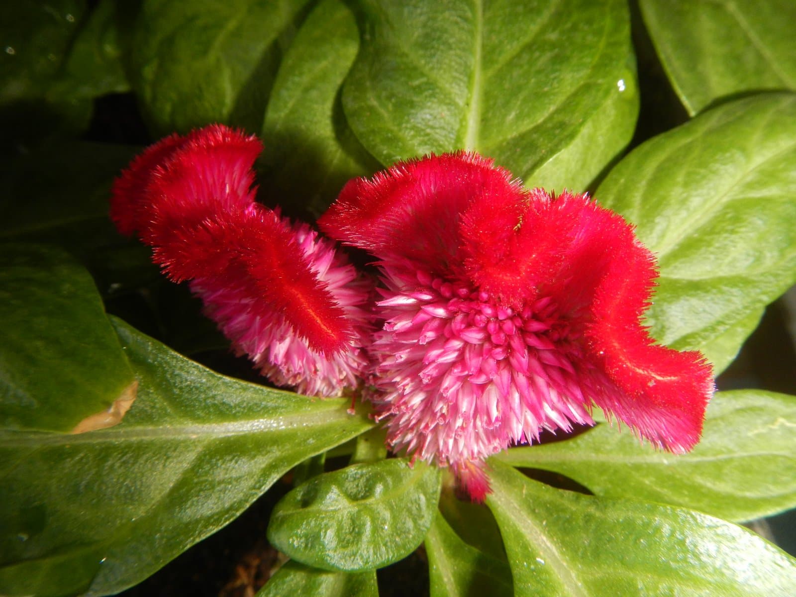Celosia Cockscomb type (var. cristata) in pink