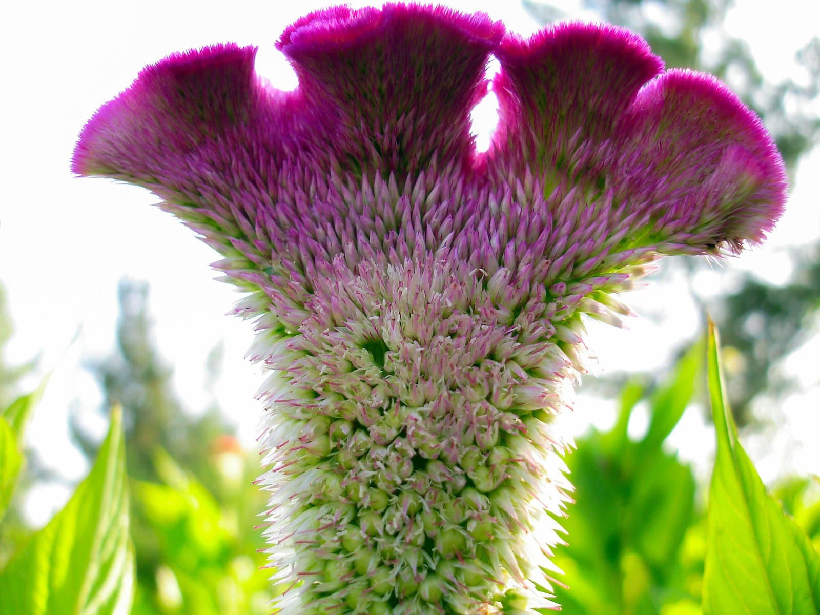 Celosia Fan-shaped cockscomb in purple