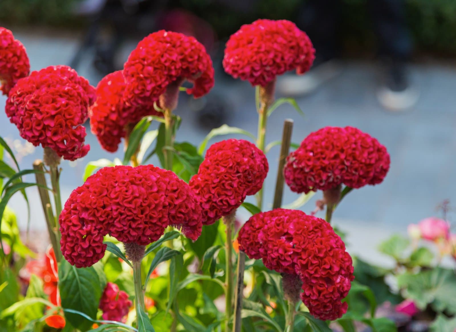 Celosia Cockscomb type (var. cristata) in red, planted as a bed