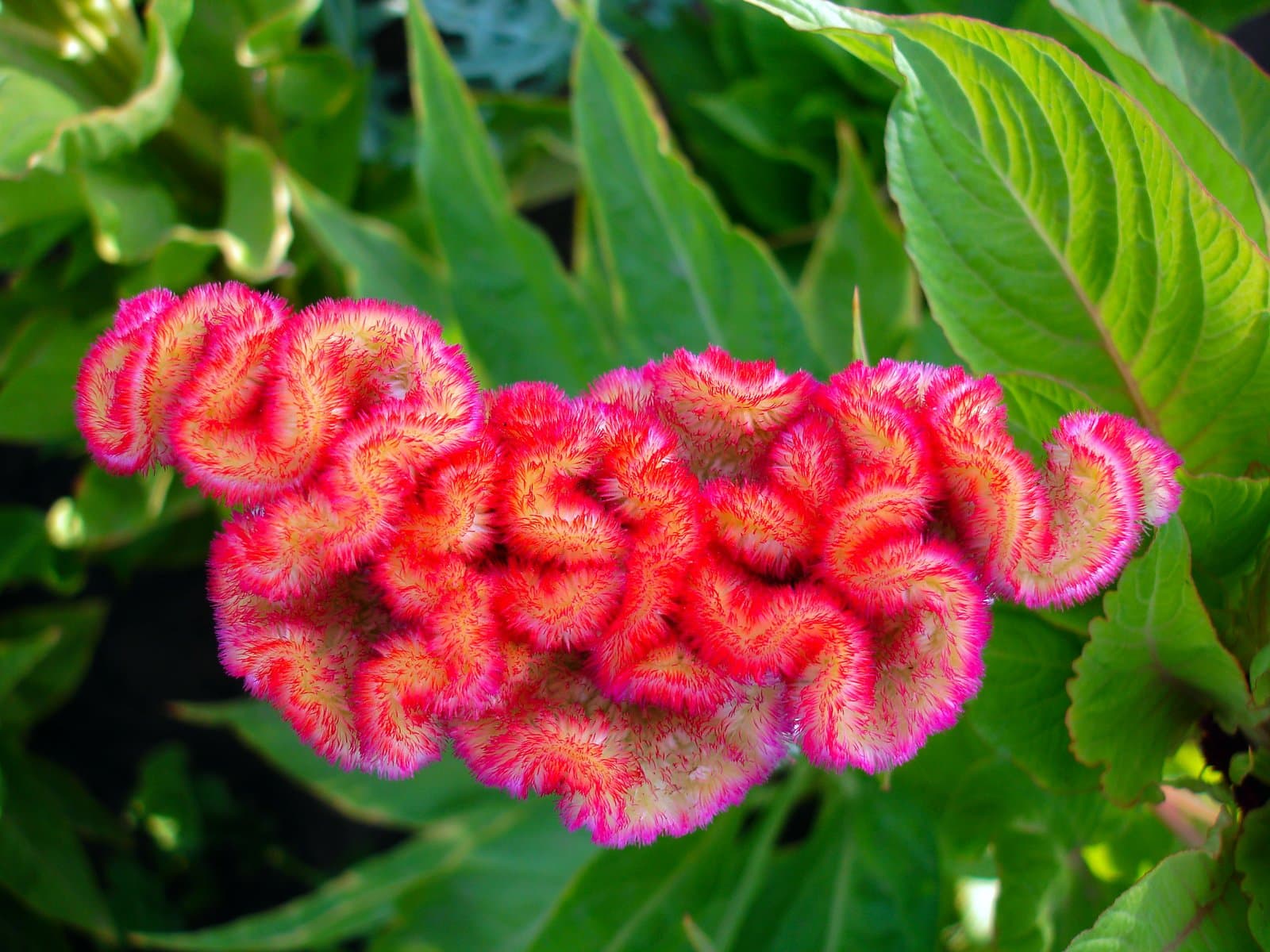 Celosia Cockscomb type (var. cristata) in red-pink