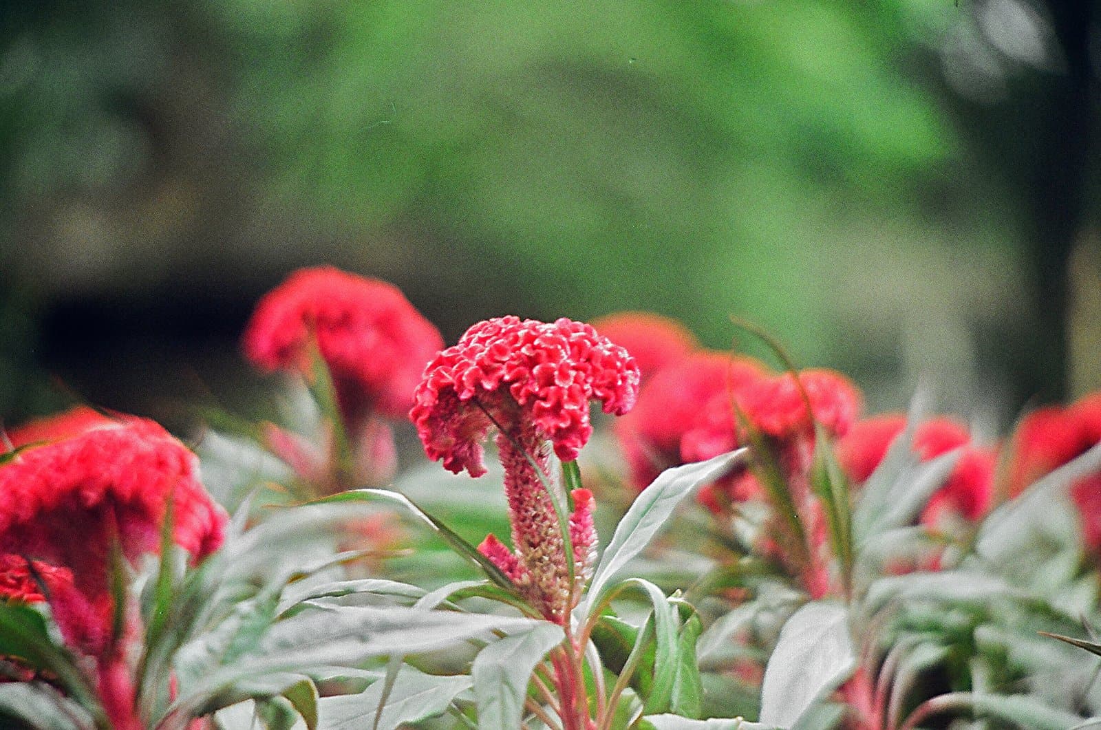 Celosia Cockscomb type (var. cristata) in red, on the plant