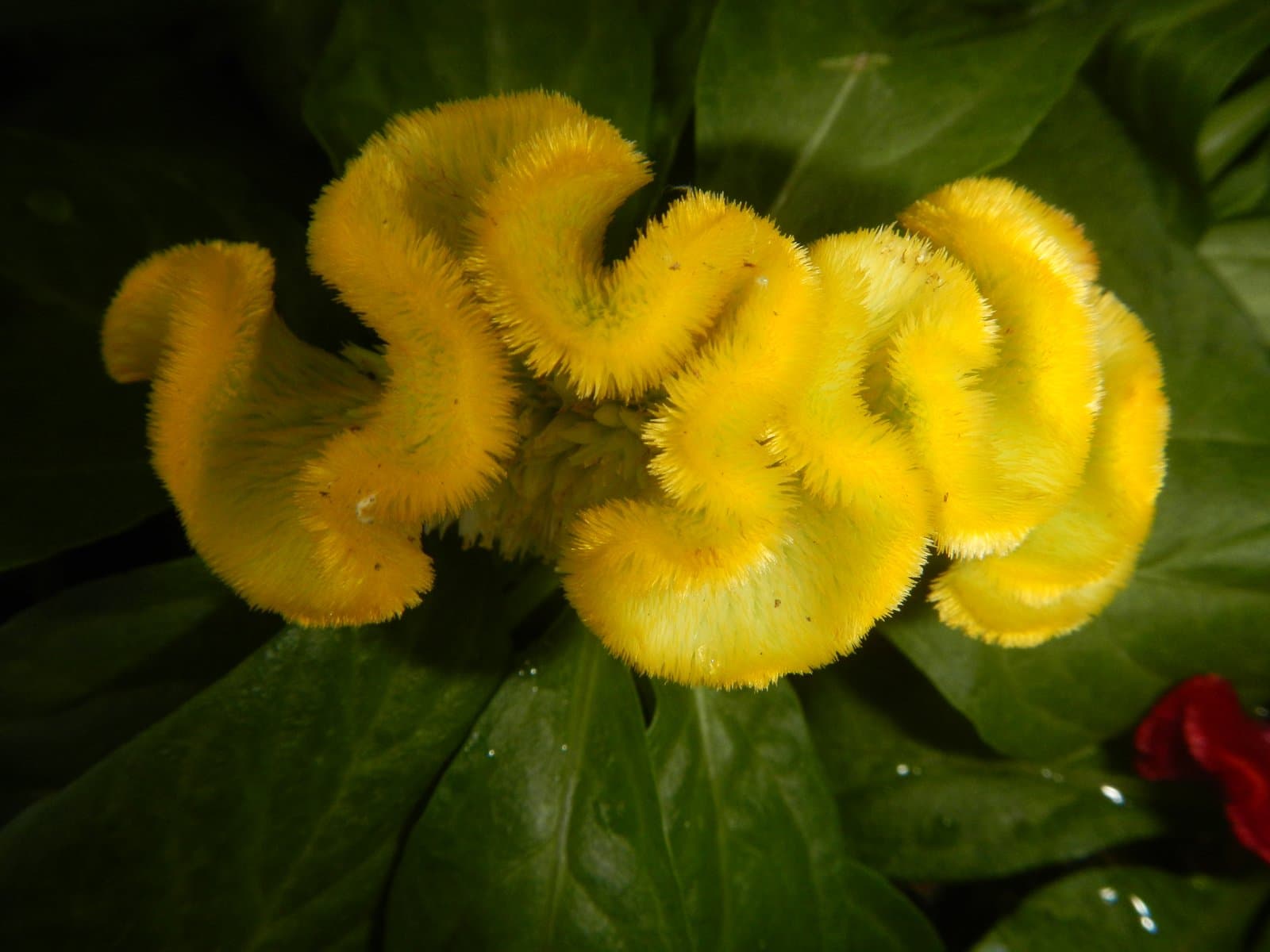 Celosia Cockscomb type (var. cristata) in yellow