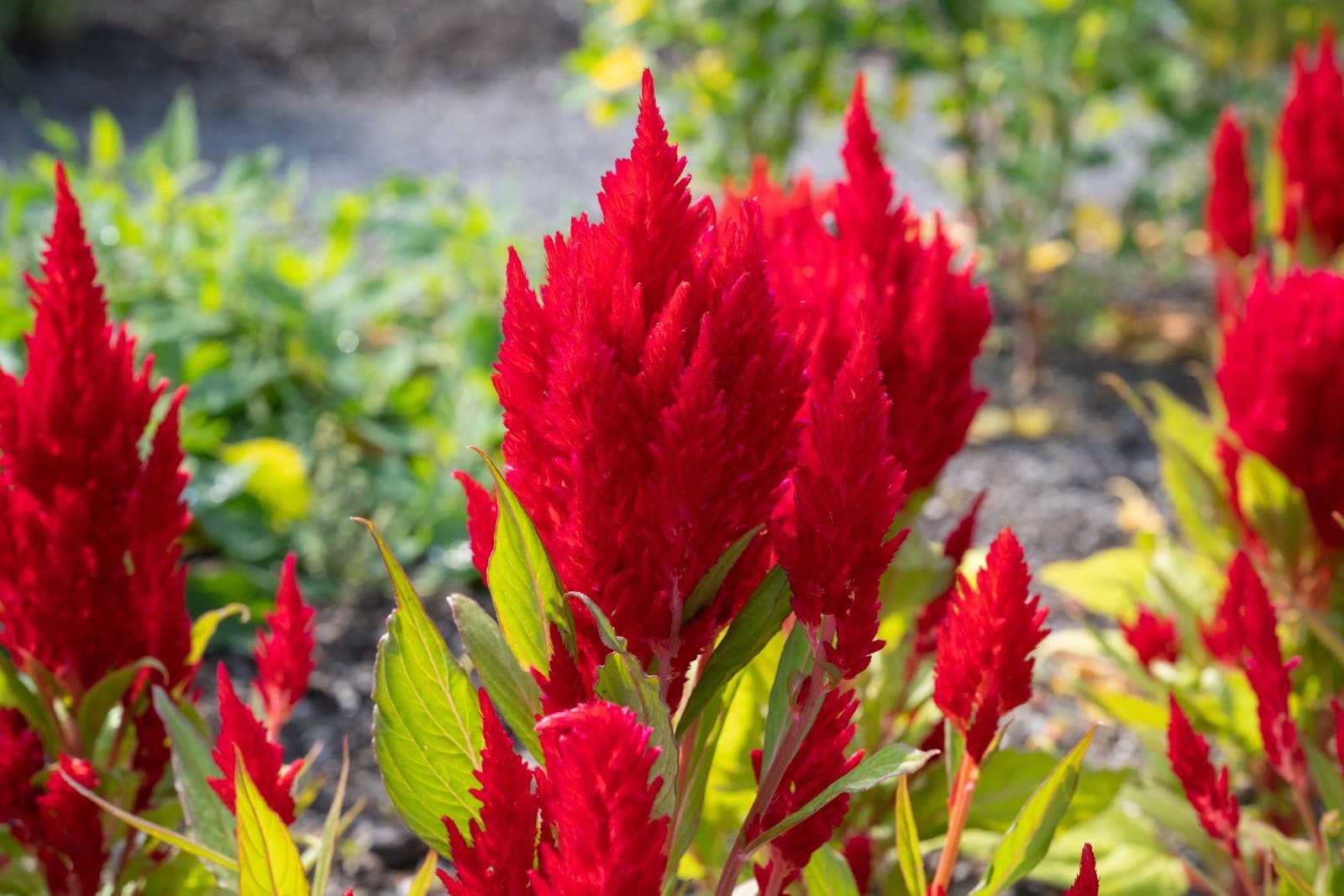 Celosia 'Fresh Look Red'