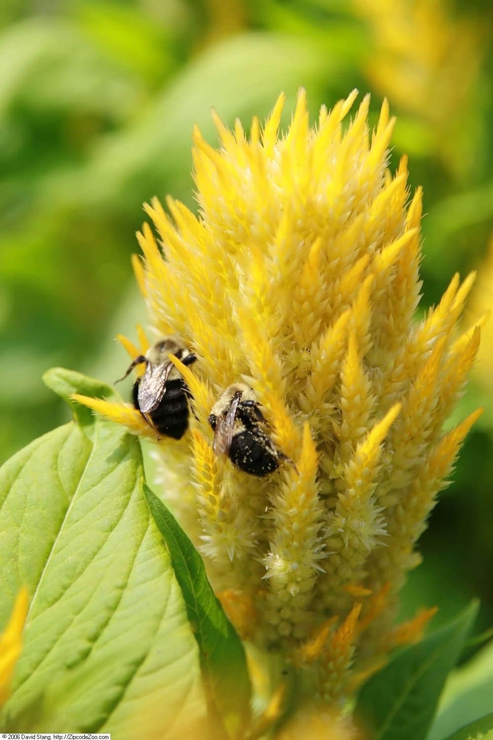 Celosia 'Fresh Look Yellow'