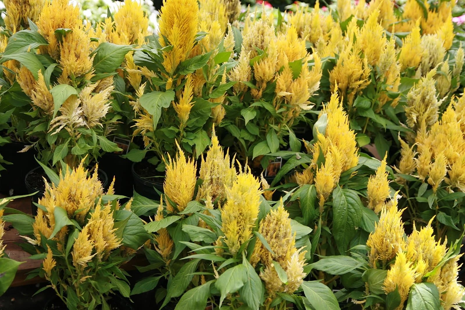 Celosia 'Fresh Look Yellow'