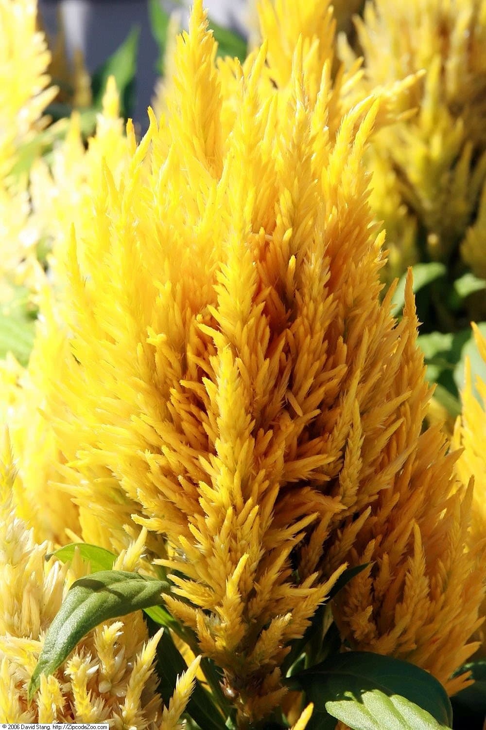 Celosia Plumed type in gold