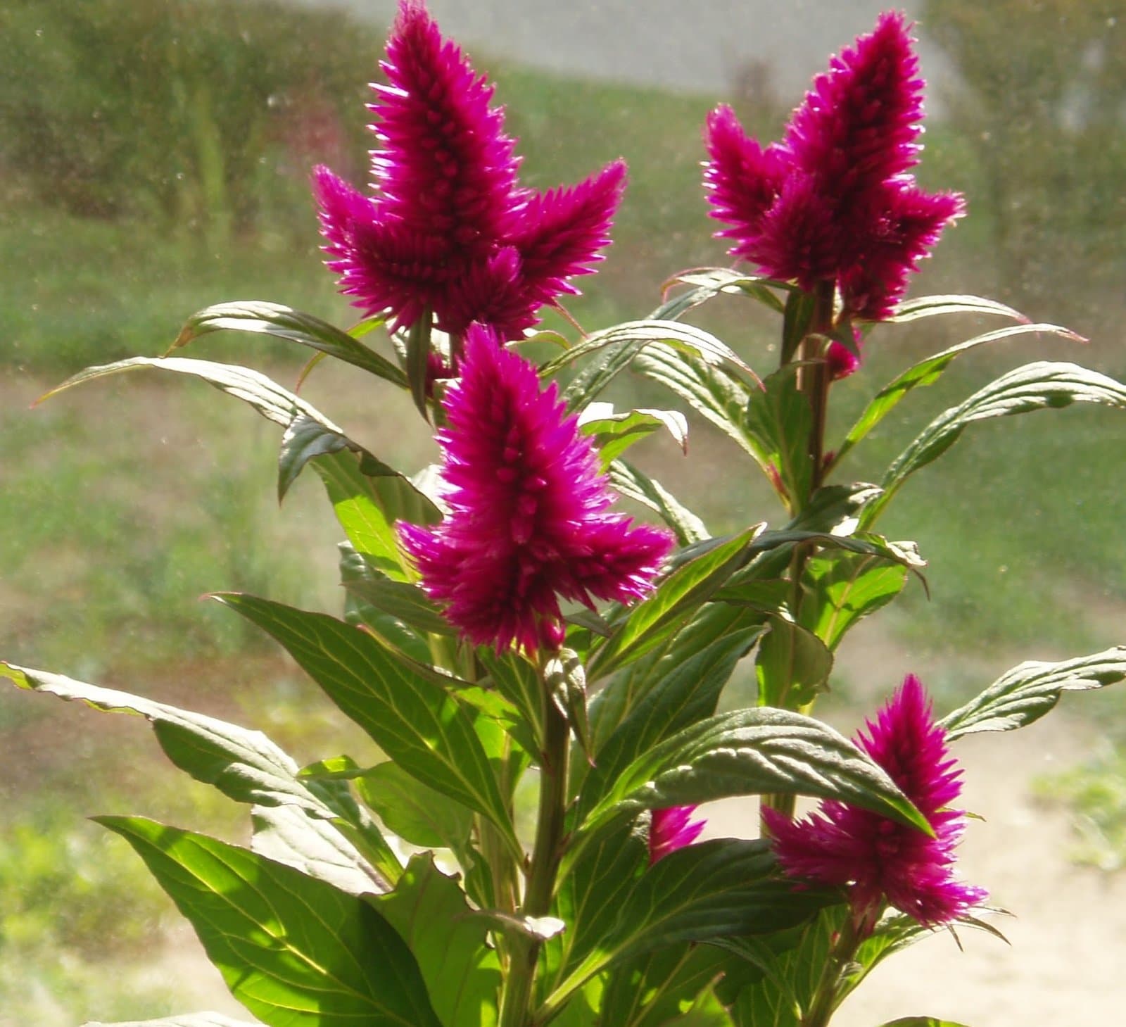 Celosia Plumed type in magenta