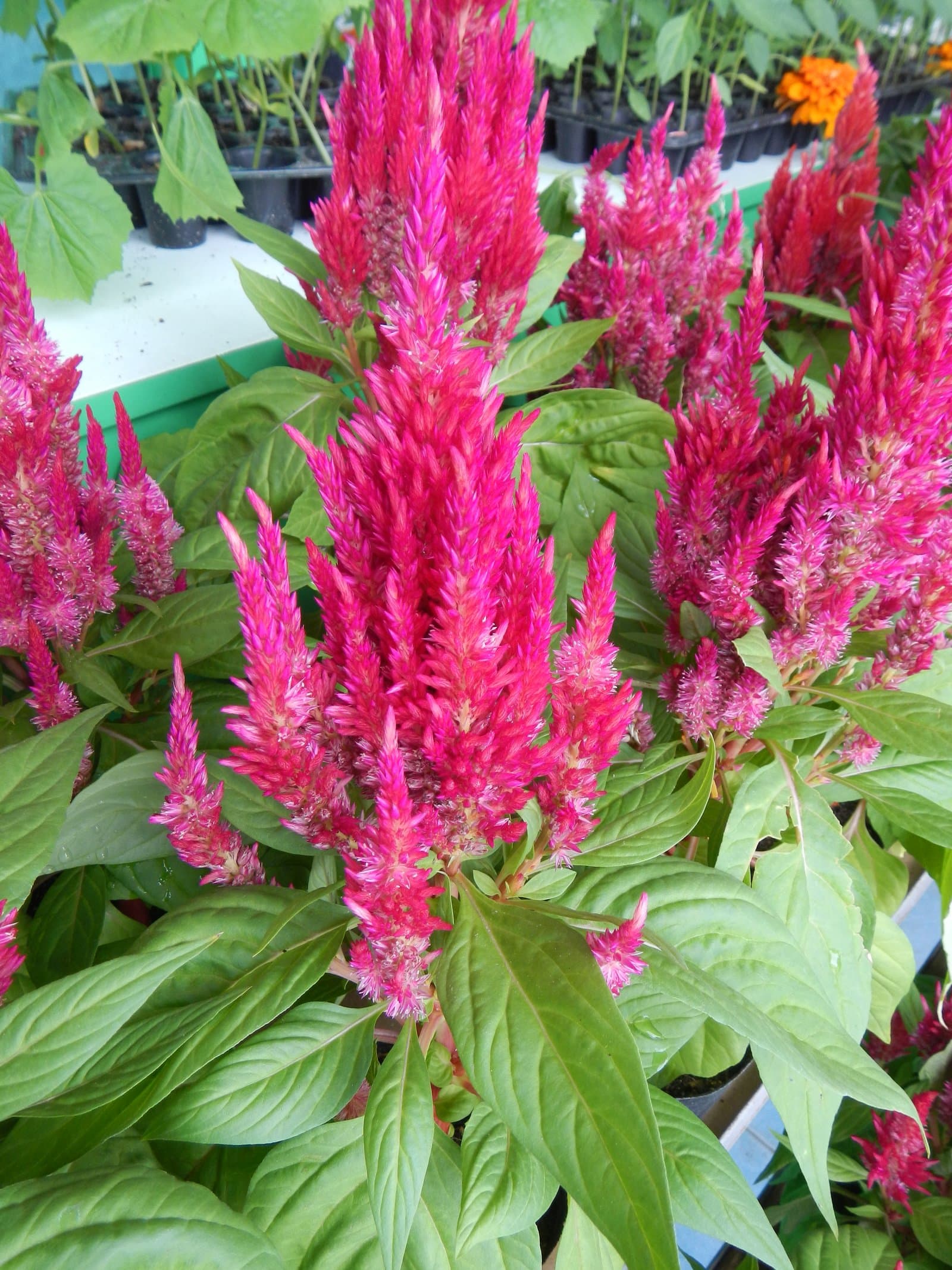 Celosia Plumed type in hot pink