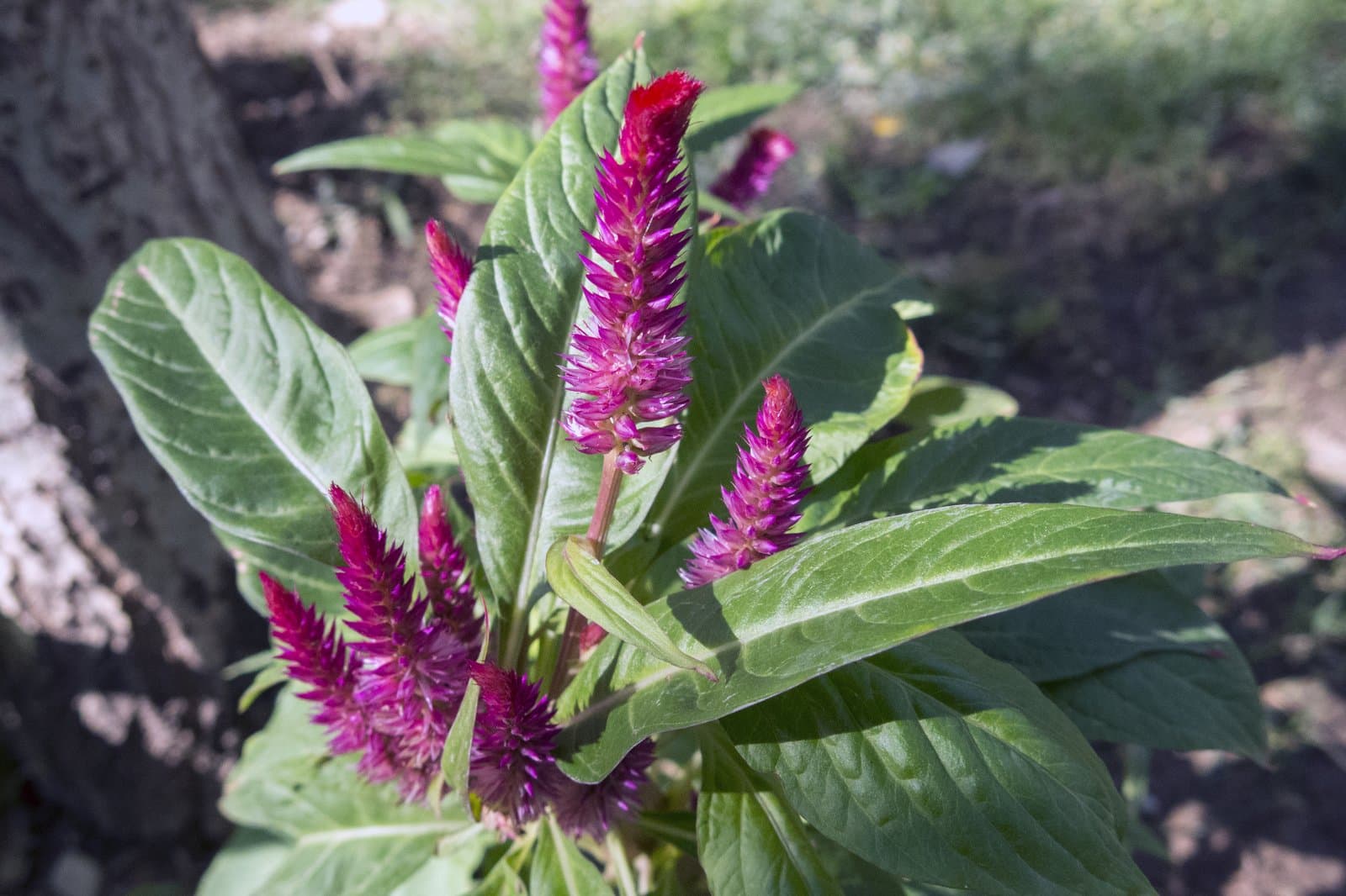 Celosia Plumed type in purple with dark foliage