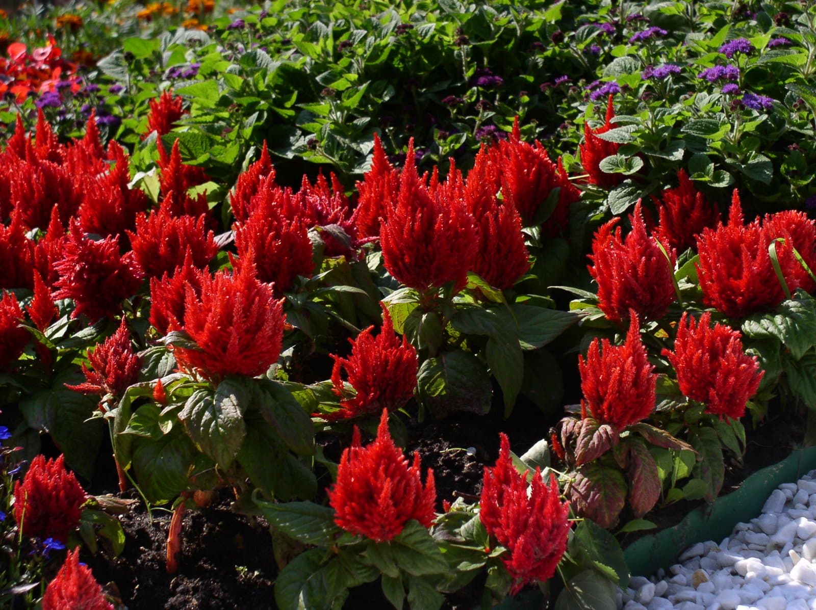 Celosia Plumed type in red, planted as a bed