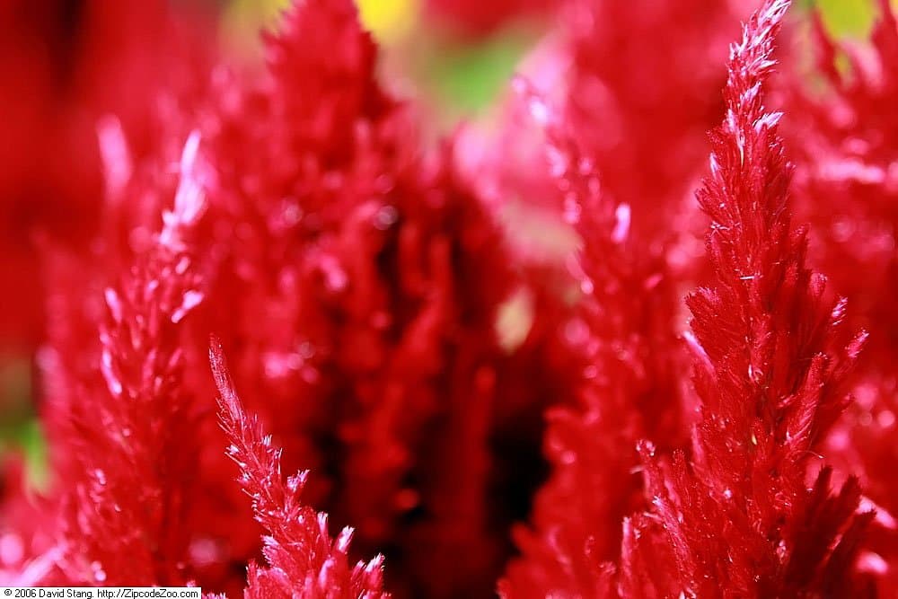 Celosia Plumed type in red, close up
