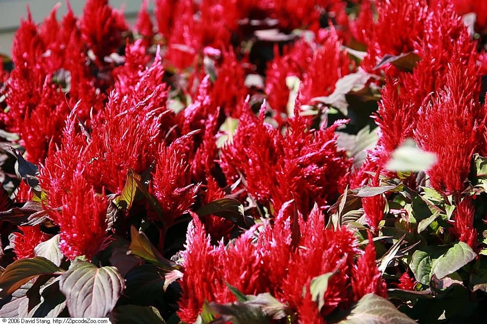 Celosia Plumed type in scarlet