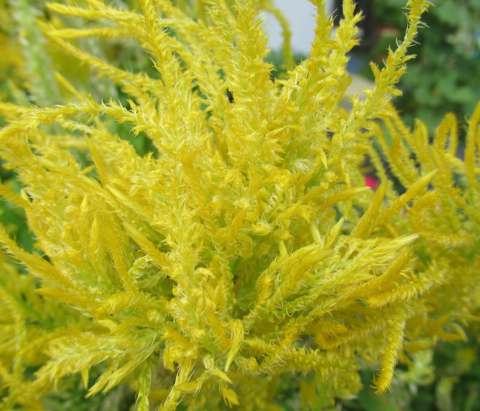 Celosia Plumed type in yellow, massed
