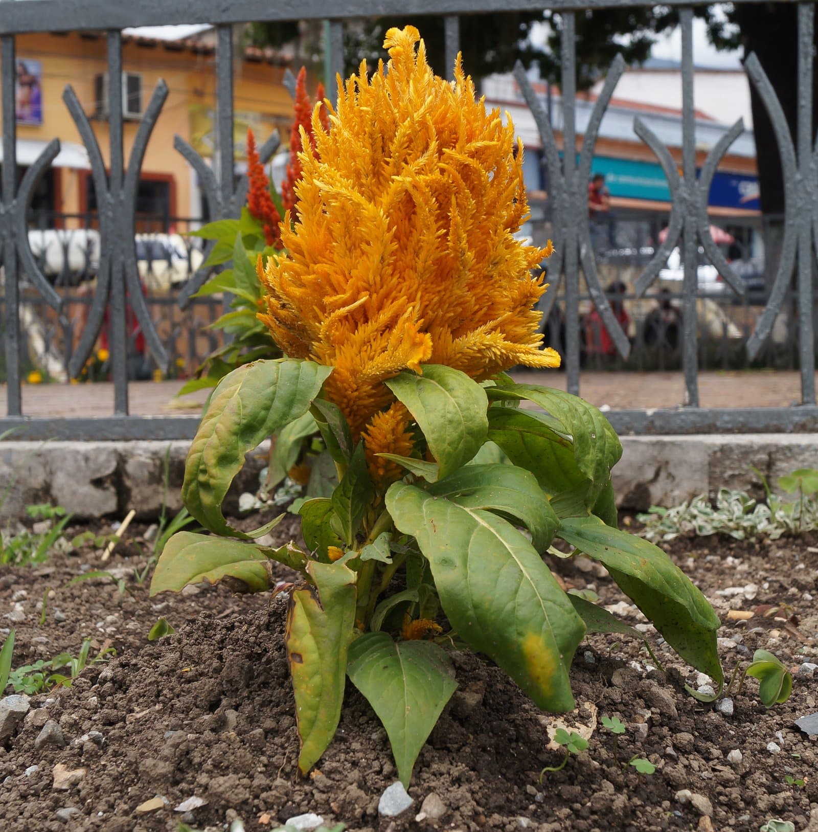Celosia Plumed type in yellow