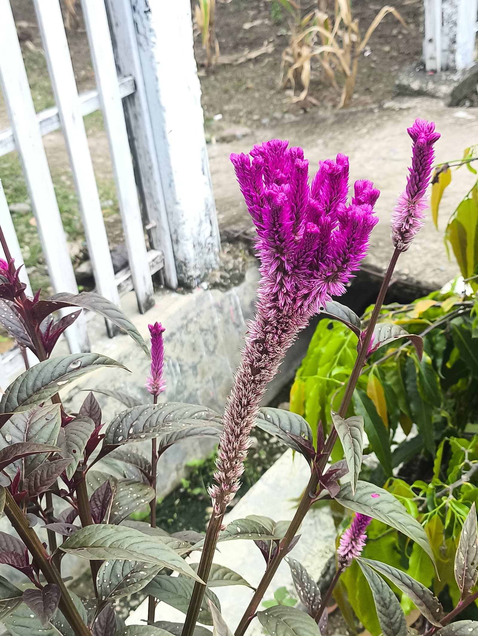 Celosia Wheat type (Spicata Group) in magenta, a tall cut-flower form