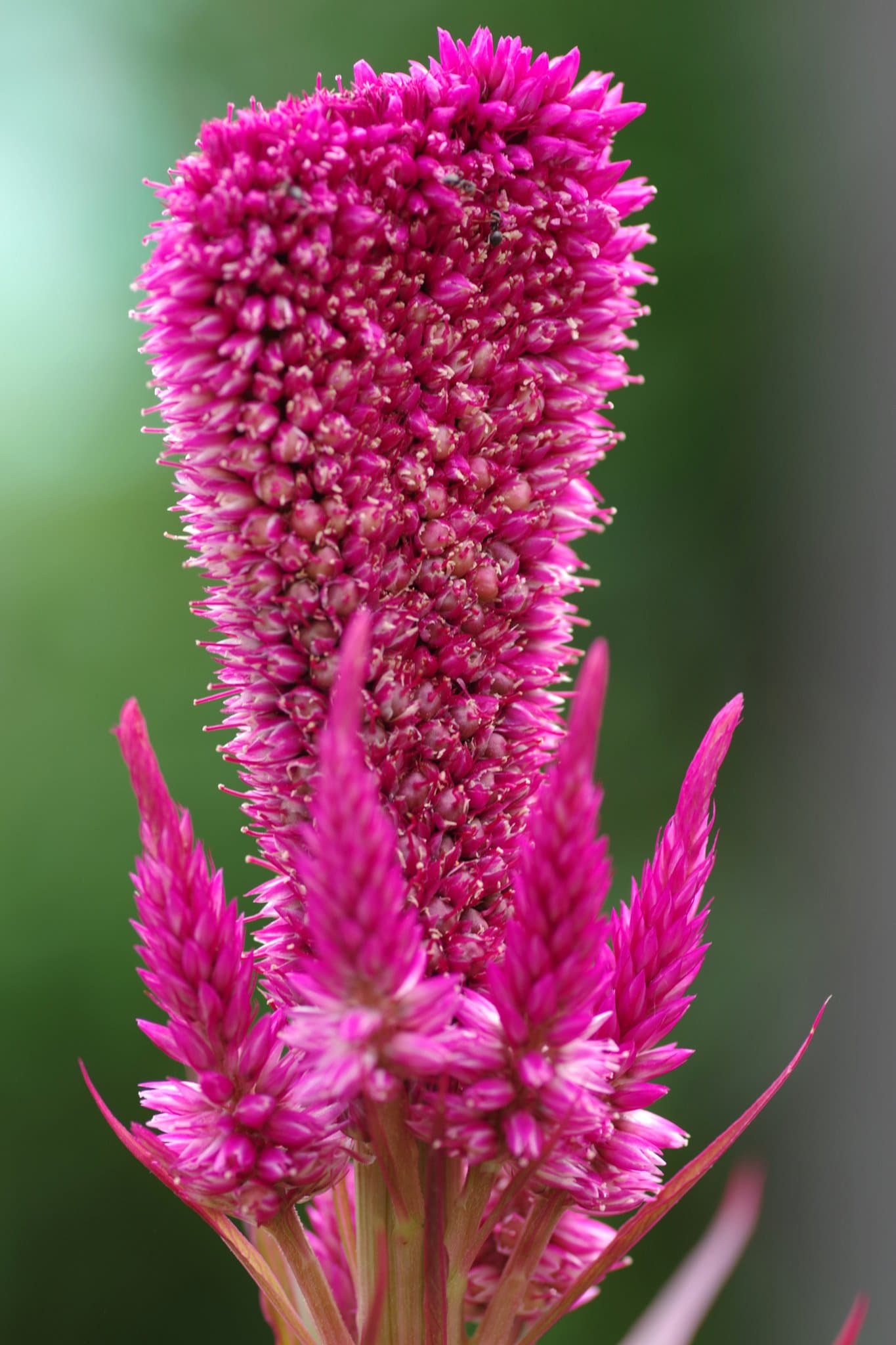 Celosia Wheat type (Spicata Group)