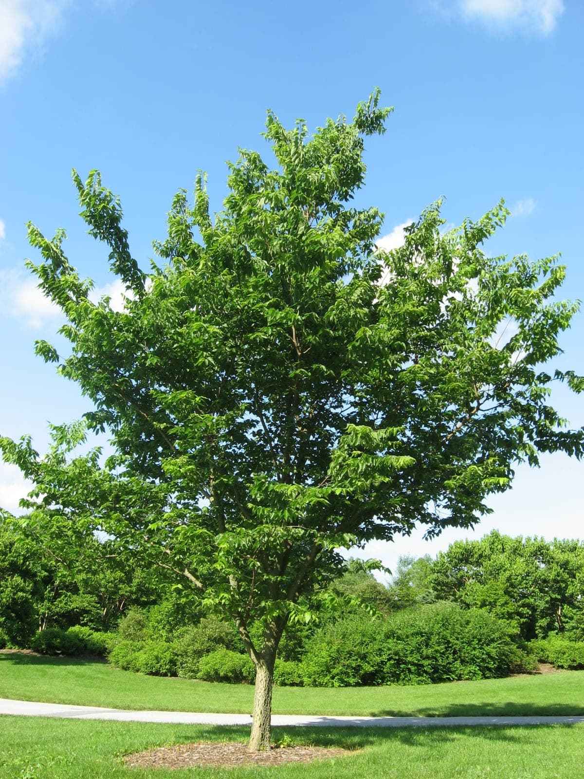 Common Hackberry (Celtis occidentalis)