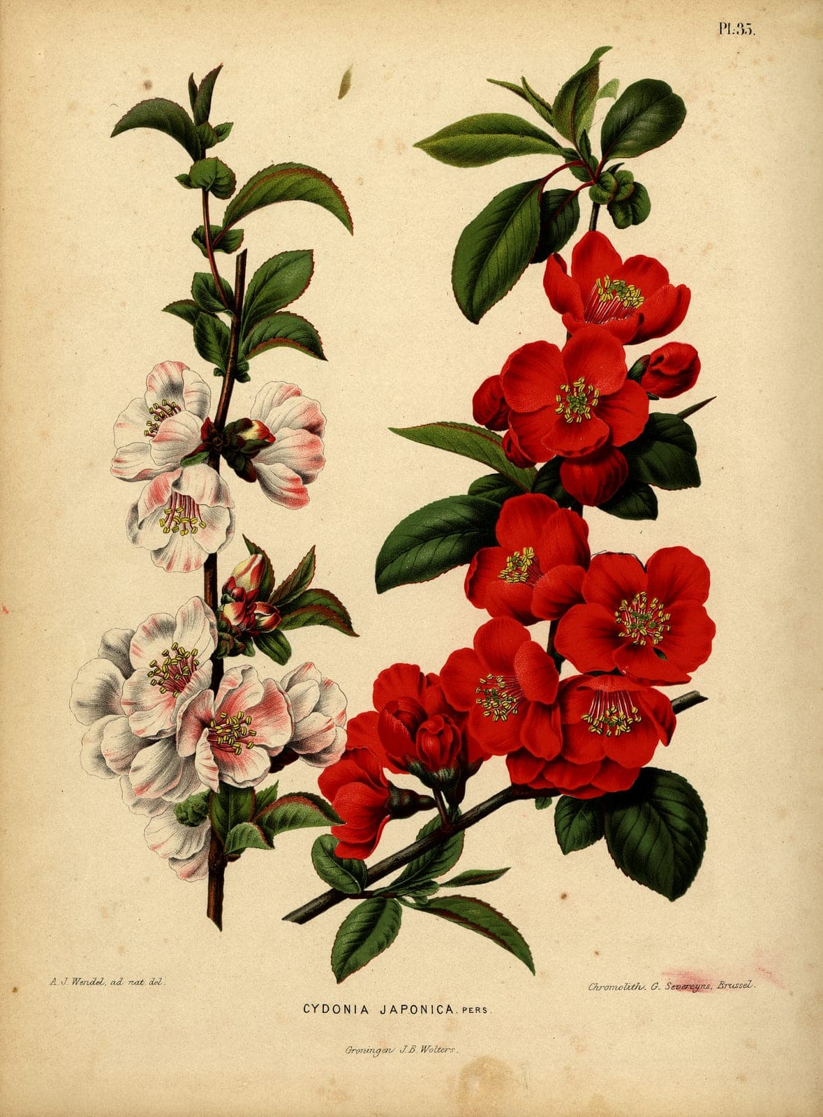 Flowering Quince