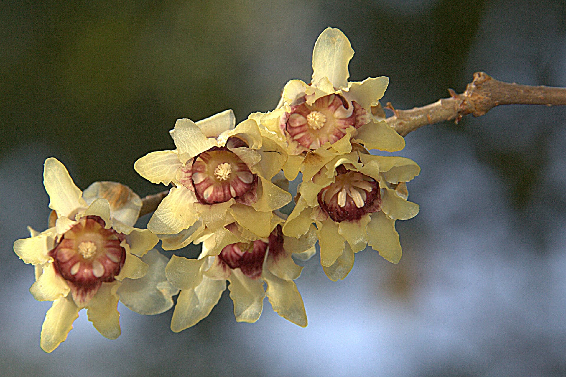 Wintersweet