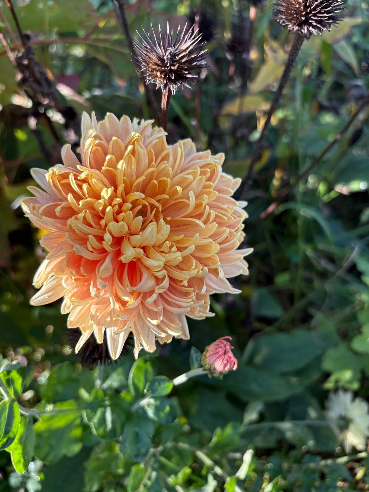 Coppersmith Chrysanthemum