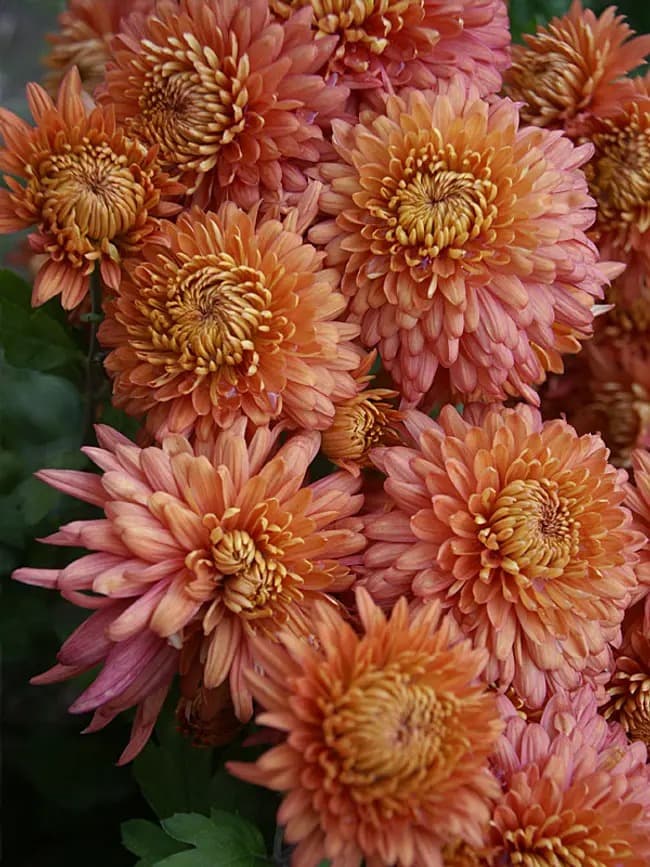 Mum 'Coral Cavalier'