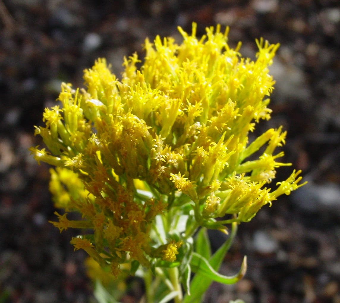Yellow Rabbitbrush (Chrysothamnus viscidiflorus)