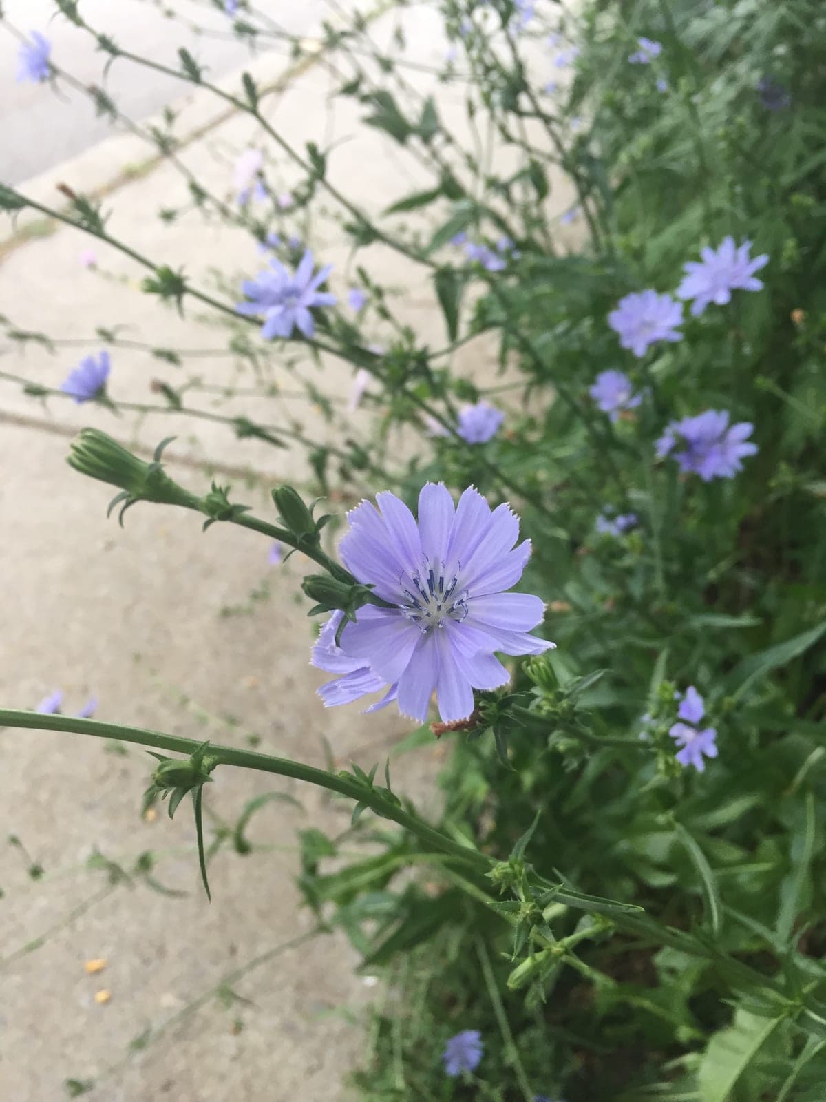 Chicory