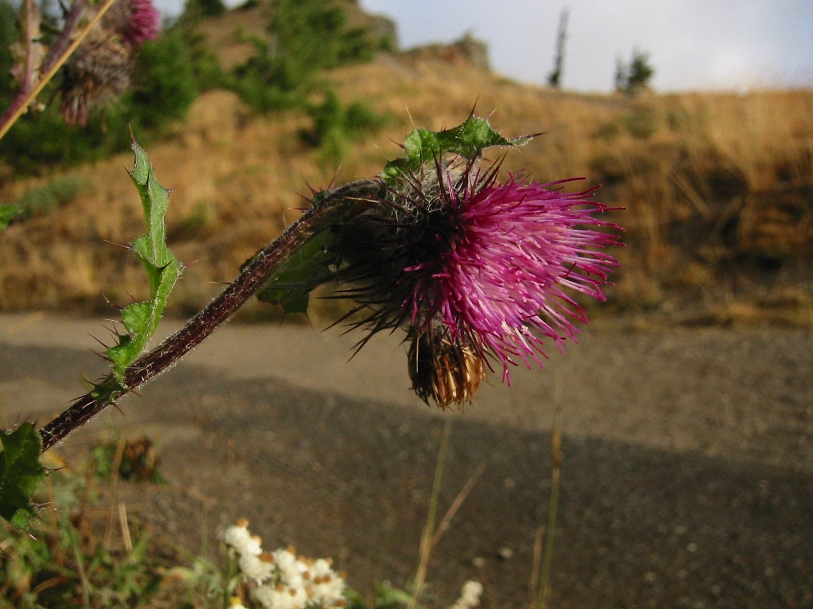 Edible Thistle (Cirsium edule)