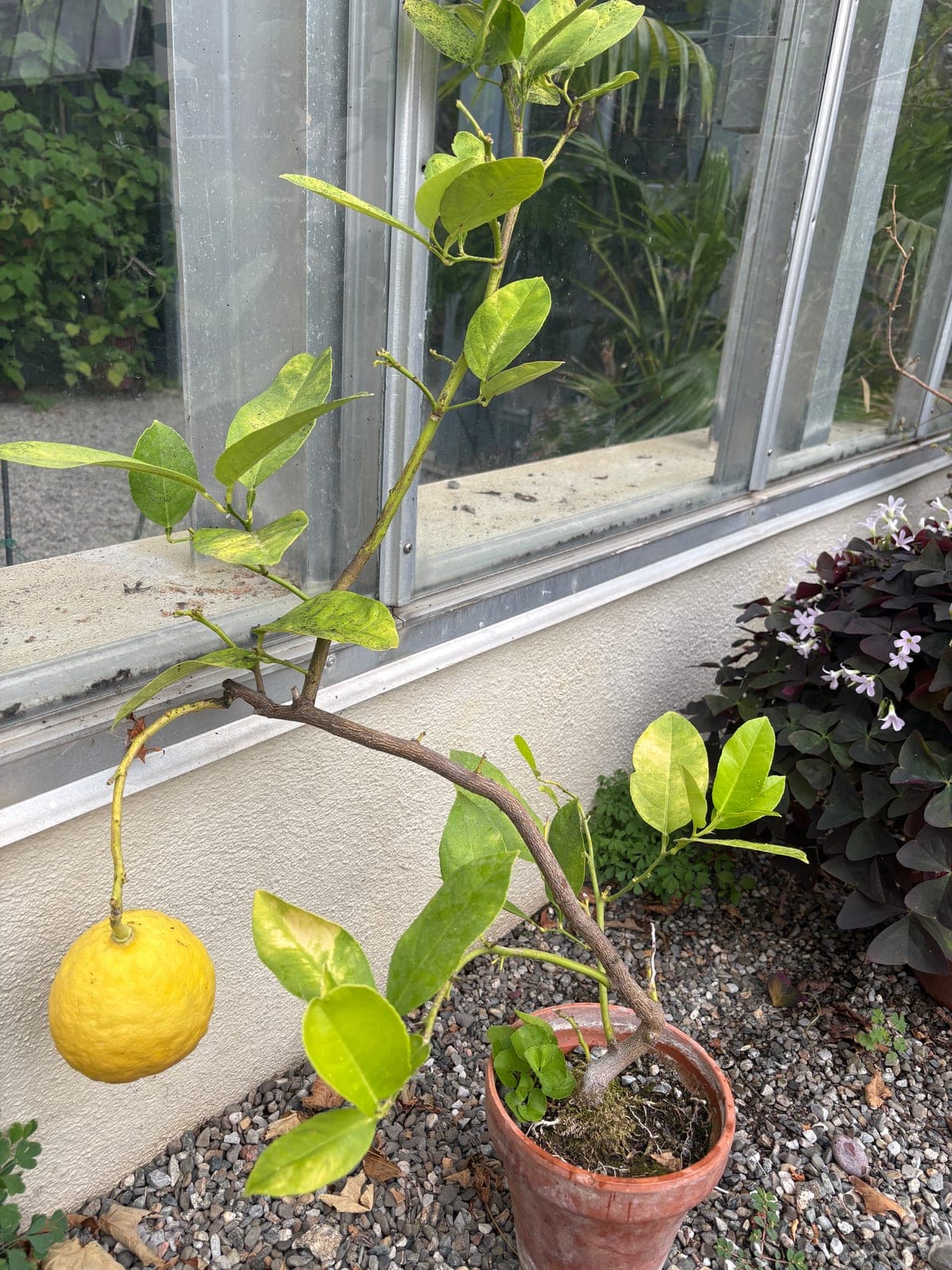 Ponderosa Lemon